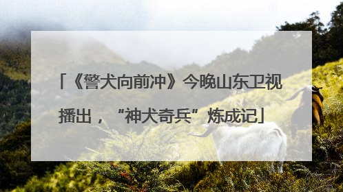 《警犬向前冲》今晚山东卫视播出，“神犬奇兵”炼成记