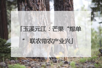 玉溪元江：芒果“爆单” 联农带农产业兴