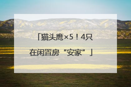 猫头鹰×5！4只在闲置房“安家”