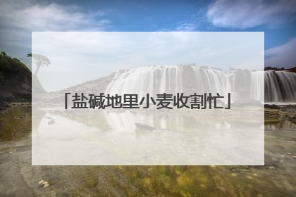 盐碱地里小麦收割忙