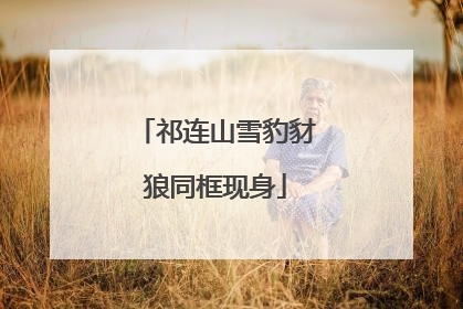 祁连山雪豹豺狼同框现身