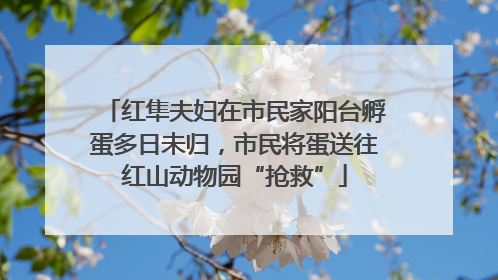 红隼夫妇在市民家阳台孵蛋多日未归，市民将蛋送往红山动物园“抢救”