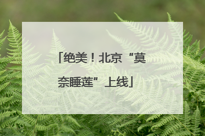 绝美！北京“莫奈睡莲”上线