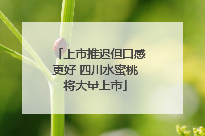 上市推迟但口感更好 四川水蜜桃将大量上市