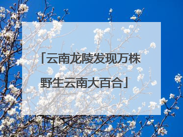 云南龙陵发现万株野生云南大百合