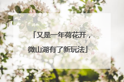 又是一年荷花开，微山湖有了新玩法