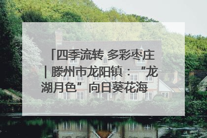 四季流转 多彩枣庄｜滕州市龙阳镇：“龙湖月色”向日葵花海 绘就乡村振兴新画卷