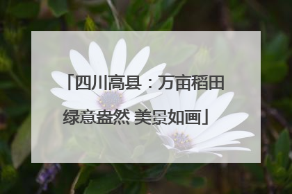 四川高县：万亩稻田绿意盎然 美景如画