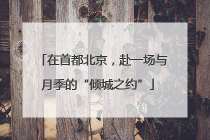 在首都北京，赴一场与月季的“倾城之约”