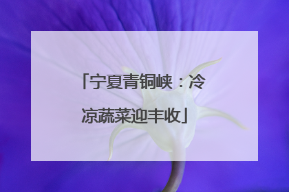 宁夏青铜峡：冷凉蔬菜迎丰收