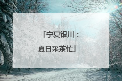 宁夏银川：夏日采茶忙