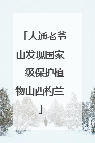 大通老爷山发现国家二级保护植物山西杓兰