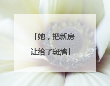 她，把新房让给了斑鸠