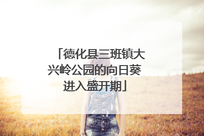 德化县三班镇大兴岭公园的向日葵进入盛开期
