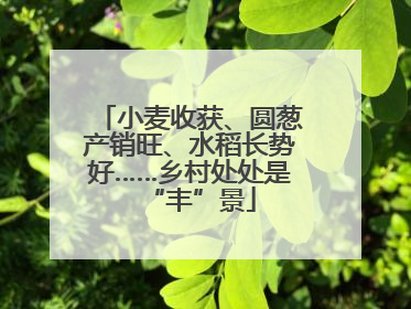 小麦收获、圆葱产销旺、水稻长势好……乡村处处是“丰”景