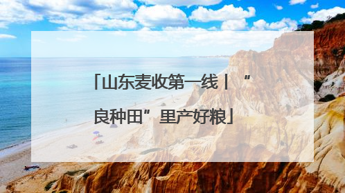 山东麦收第一线丨“良种田”里产好粮