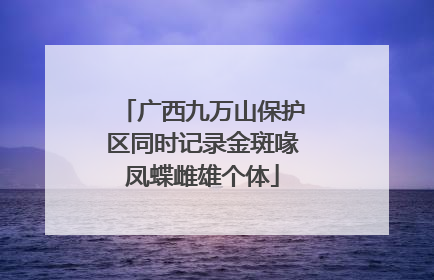 广西九万山保护区同时记录金斑喙凤蝶雌雄个体