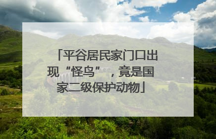 平谷居民家门口出现“怪鸟”，竟是国家二级保护动物