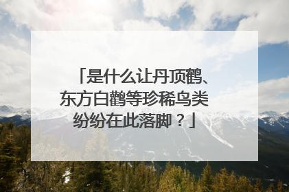 是什么让丹顶鹤、东方白鹳等珍稀鸟类纷纷在此落脚？