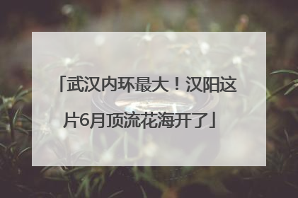 武汉内环最大！汉阳这片6月顶流花海开了