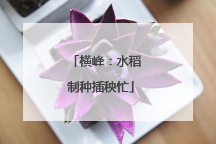 横峰：水稻制种插秧忙