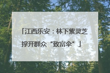 江西乐安：林下紫灵芝撑开群众“致富伞”