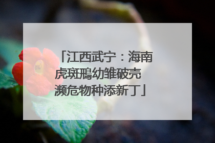 江西武宁：海南虎斑鳽幼雏破壳 濒危物种添新丁