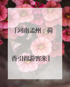 河南孟州：荷香引得游客来