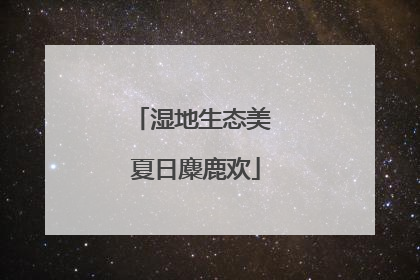 湿地生态美 夏日麋鹿欢