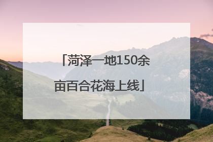 菏泽一地150余亩百合花海上线