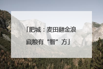 肥城：麦田翻金浪藏粮有“智”方