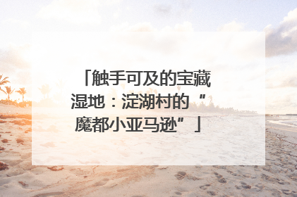 触手可及的宝藏湿地：淀湖村的“魔都小亚马逊”