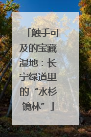 触手可及的宝藏湿地：长宁绿道里的“水杉镜林”