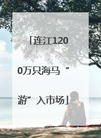 连江1200万只海马“游”入市场
