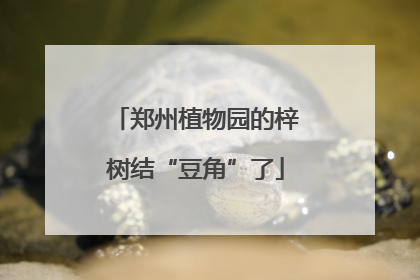 郑州植物园的梓树结“豆角”了