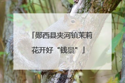 郧西县夹河镇茉莉花开好“钱景”