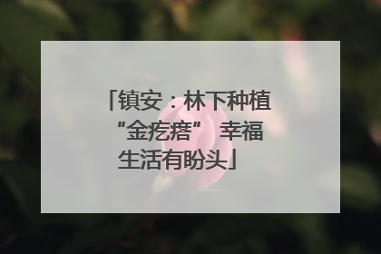 镇安：林下种植“金疙瘩” 幸福生活有盼头