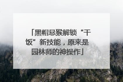 黑帽悬猴解锁“干饭”新技能，原来是园林师的神操作