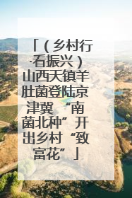（乡村行·看振兴）山西天镇羊肚菌登陆京津冀 “南菌北种”开出乡村“致富花”