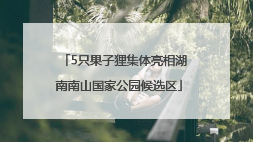 5只果子狸集体亮相湖南南山国家公园候选区